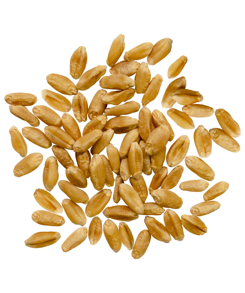 Hard Red Spring Wheat Berries 25 LBS Bag S383