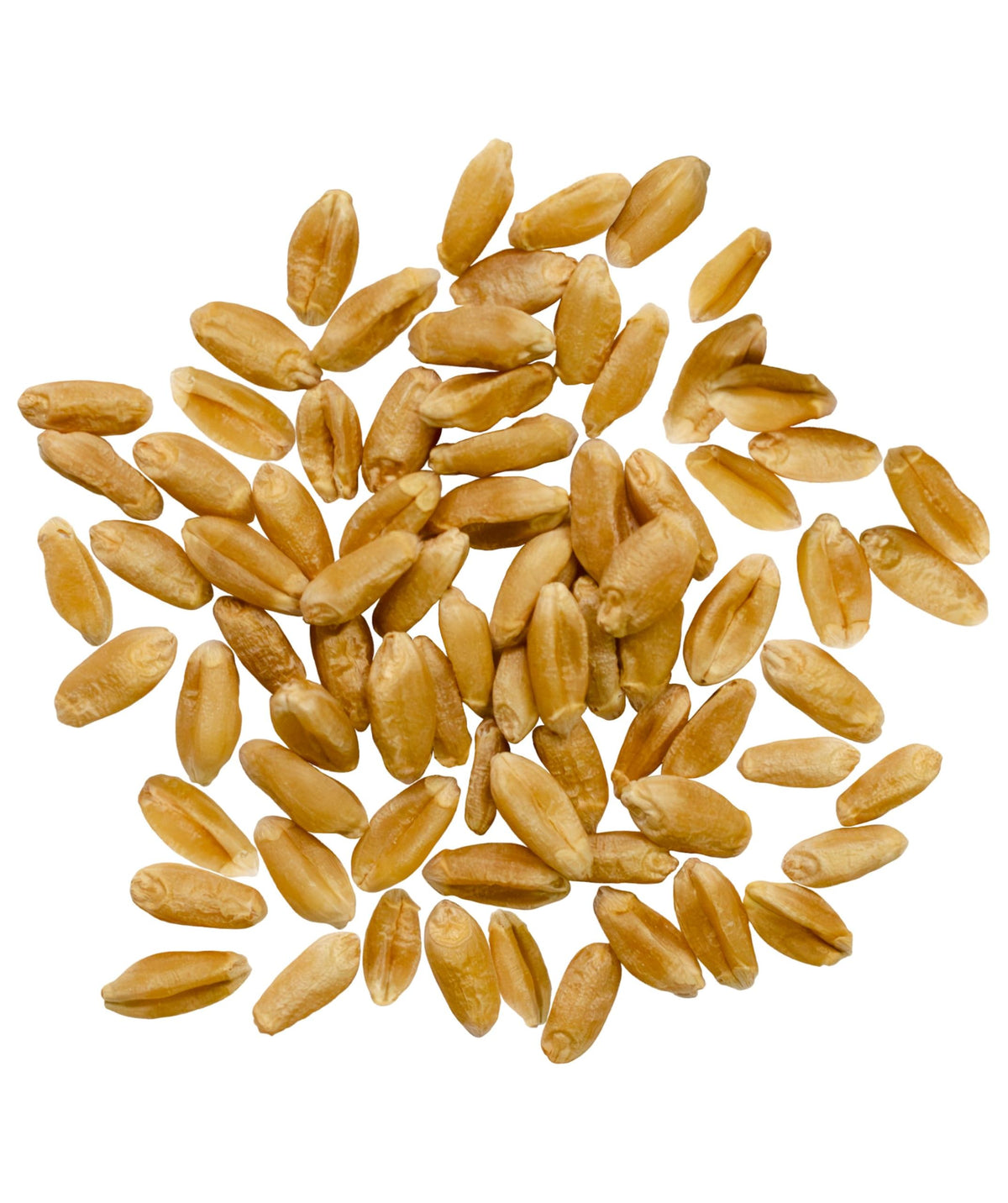Hard Red Spring Wheat Berries 25 LBS Bag S383