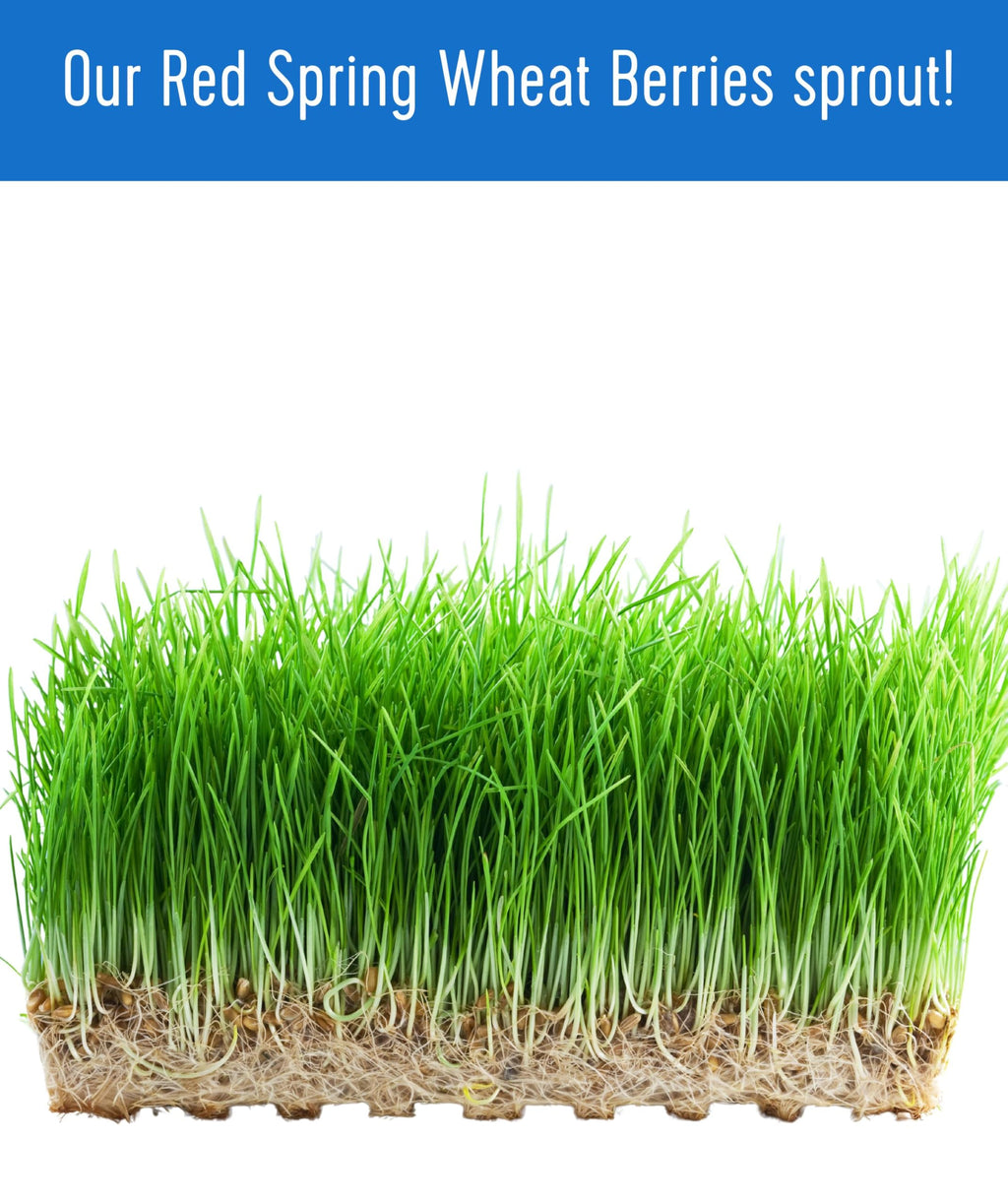 Hard Red Spring Wheat Berries 25 LBS Bag S383