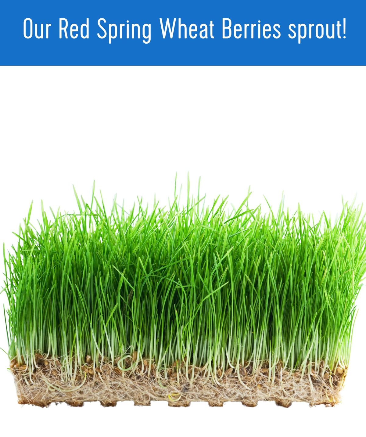 Hard Red Spring Wheat Berries 25 LBS Bag S383